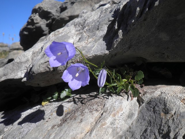 18_Campanula cochleariifolia.JPG