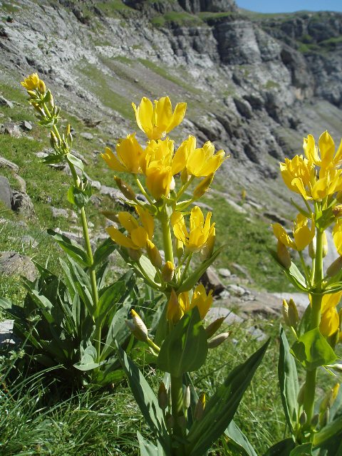 19_Gentiana lutea subsp montserratii.JPG