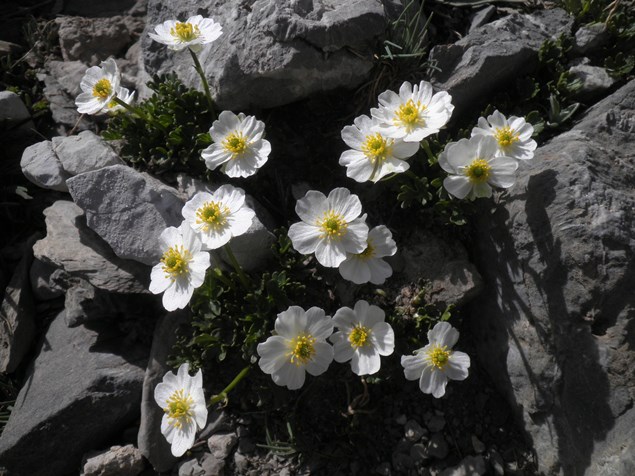 19_Ranunculus alpestris.JPG