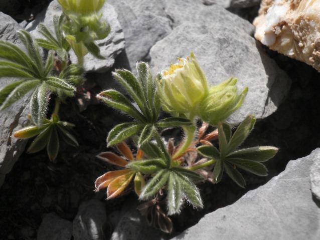 20_Potentilla nivalis.JPG