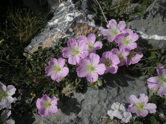 21_Geranium cinereum.JPG