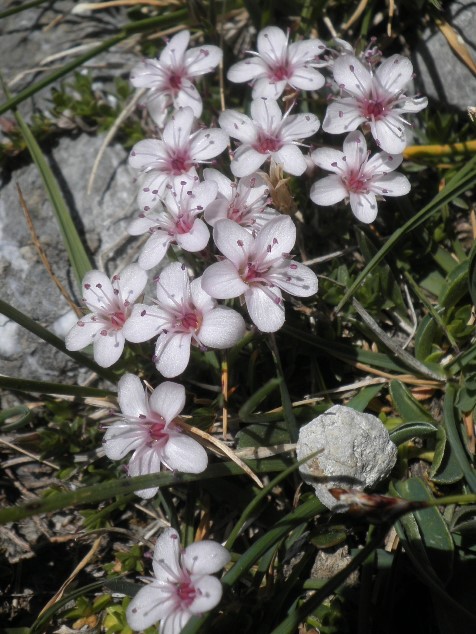 23_Arenaria purpurascens.JPG