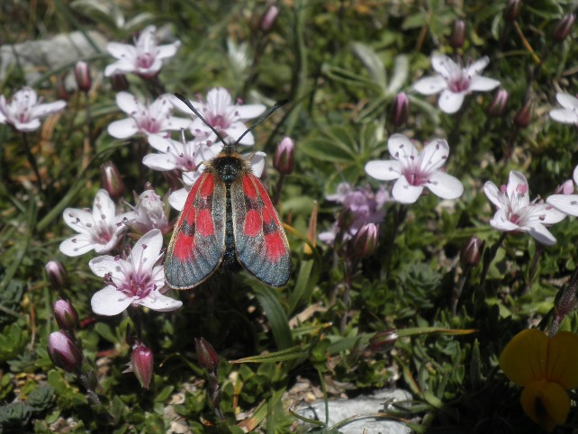 24_Arenaria purpurascens_Zygene.JPG