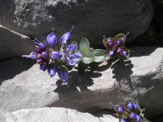 27_Veronica nummularia.JPG