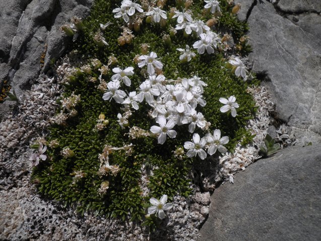 29_Silene acaulis subsp exscapa.JPG