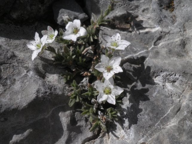 34_Minuartia cerastiifolia.JPG