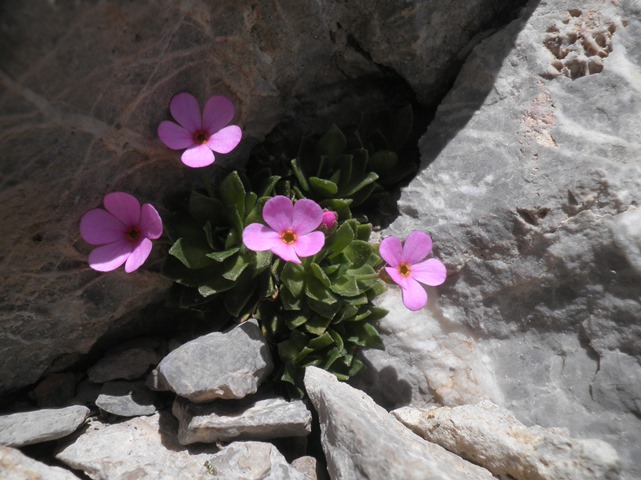 35_Androsace ciliata.JPG