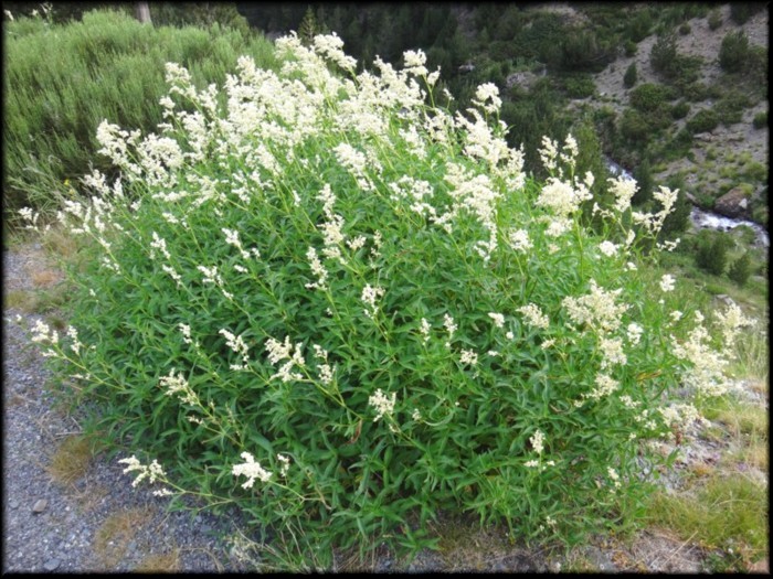 01-Persicaria alpina.jpg