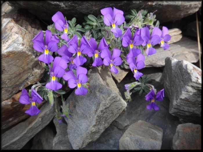 09-Viola diversifolia.JPG