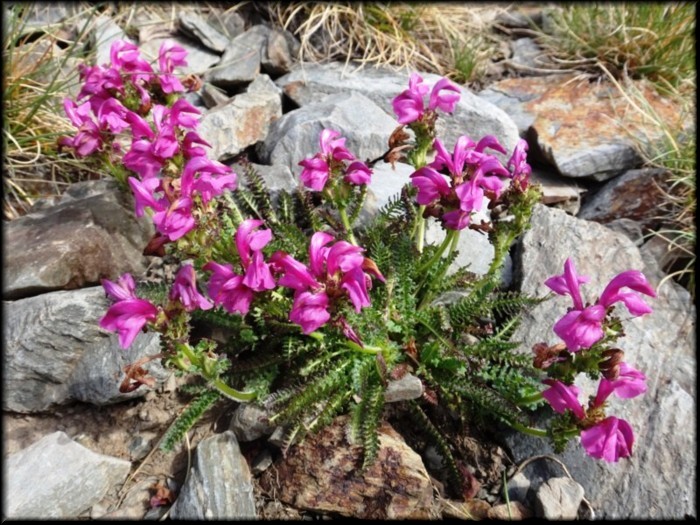 10-Pedicularis pyrenaica.JPG