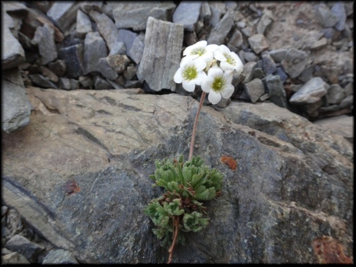 13-Saxifraga pubescens.JPG