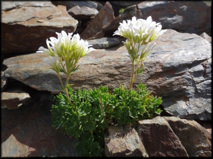 14-Saxifraga geranoides.JPG