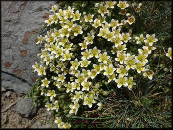 15-Saxifraga bryoides.JPG