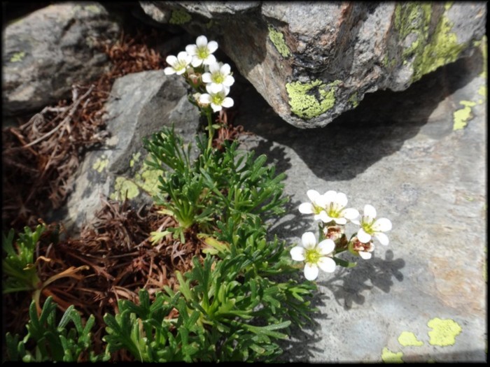 16-Saxifraga exarata subsp exarata.JPG