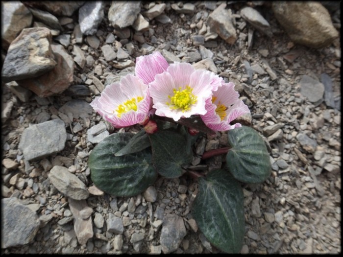 18-Ranunculus parnassifolius.JPG