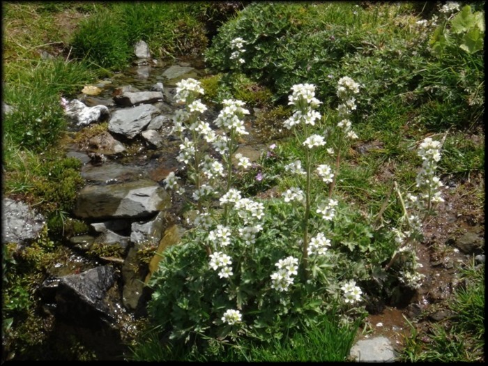 20-Saxifraga aquatica.jpg