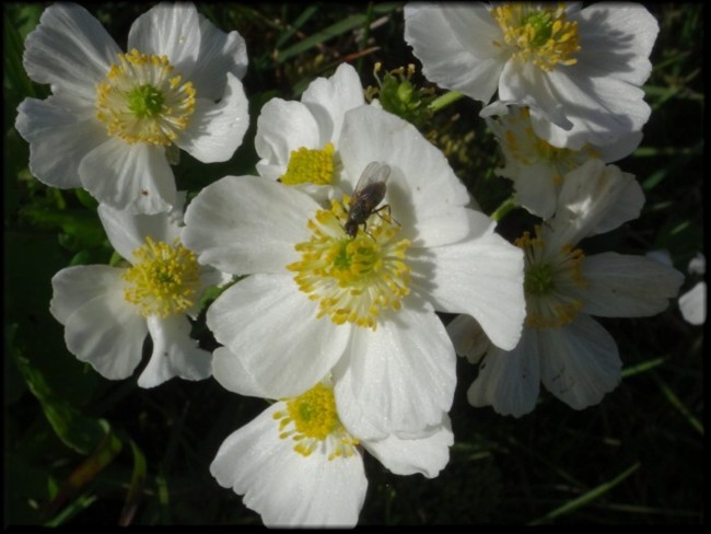 03-Ranunculus aconitifolius.JPG