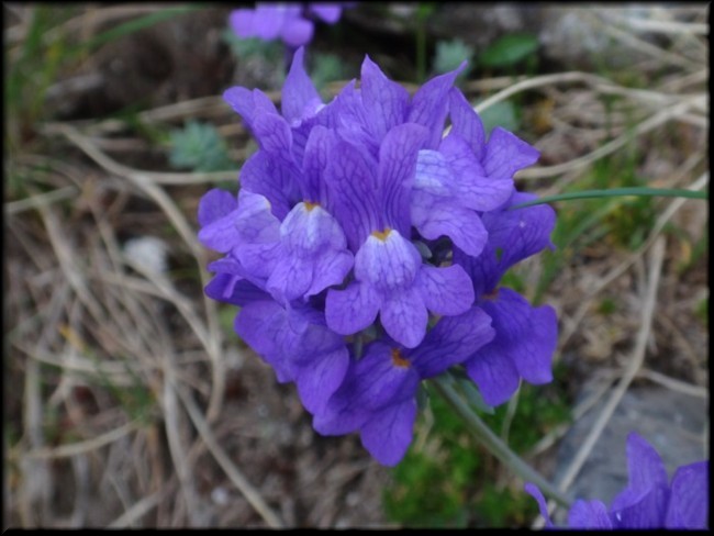 08-Linaria alpina subsp petraea.JPG