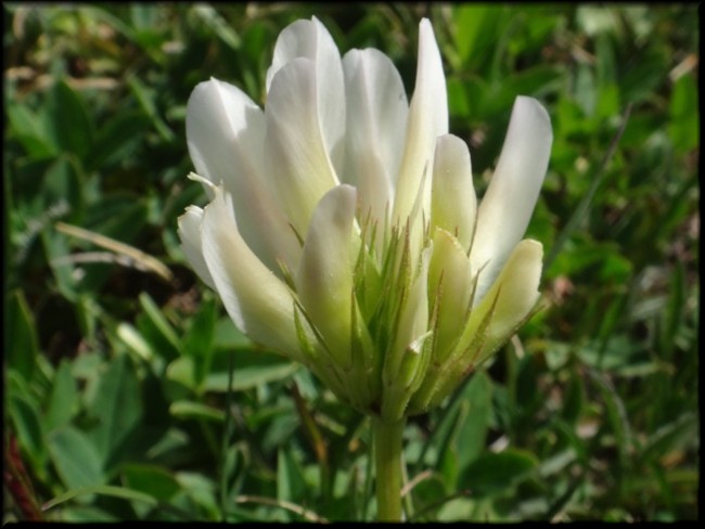 12-Trifolium alpinum.JPG