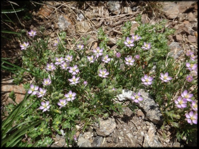 14-Spergularia rubra.JPG