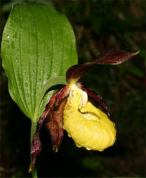 Cypripedium calceolus.jpg