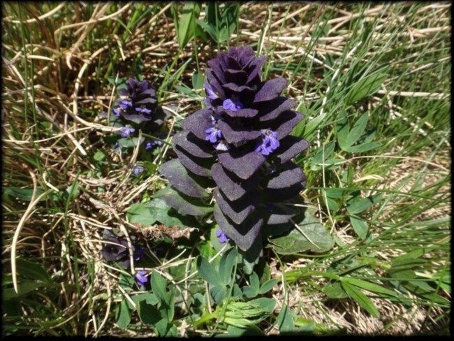 15-Ajuga pyramidalis.JPG