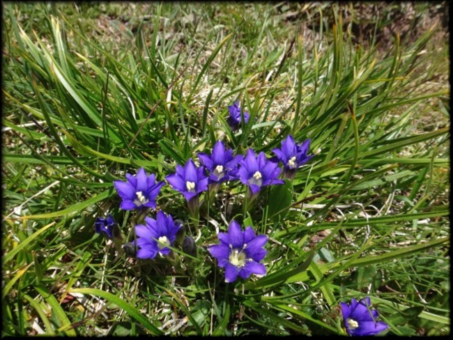 16-Gentiana pyrenaica.JPG