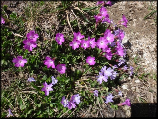 17-Primula integrifolia.JPG