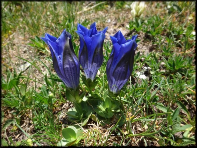 19-Gentiana alpina.JPG