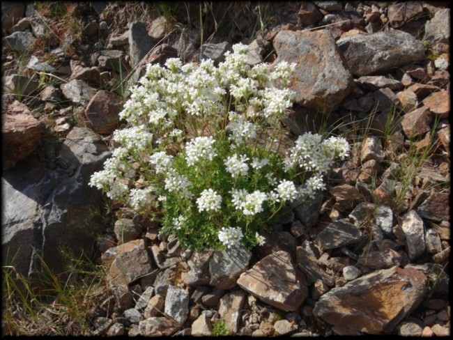 05-Saxifraga geranioides.JPG