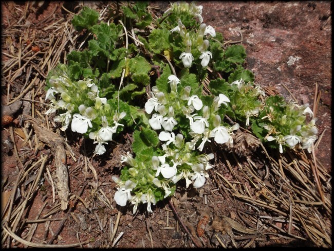 04-Teucrium pyrenaicum.JPG