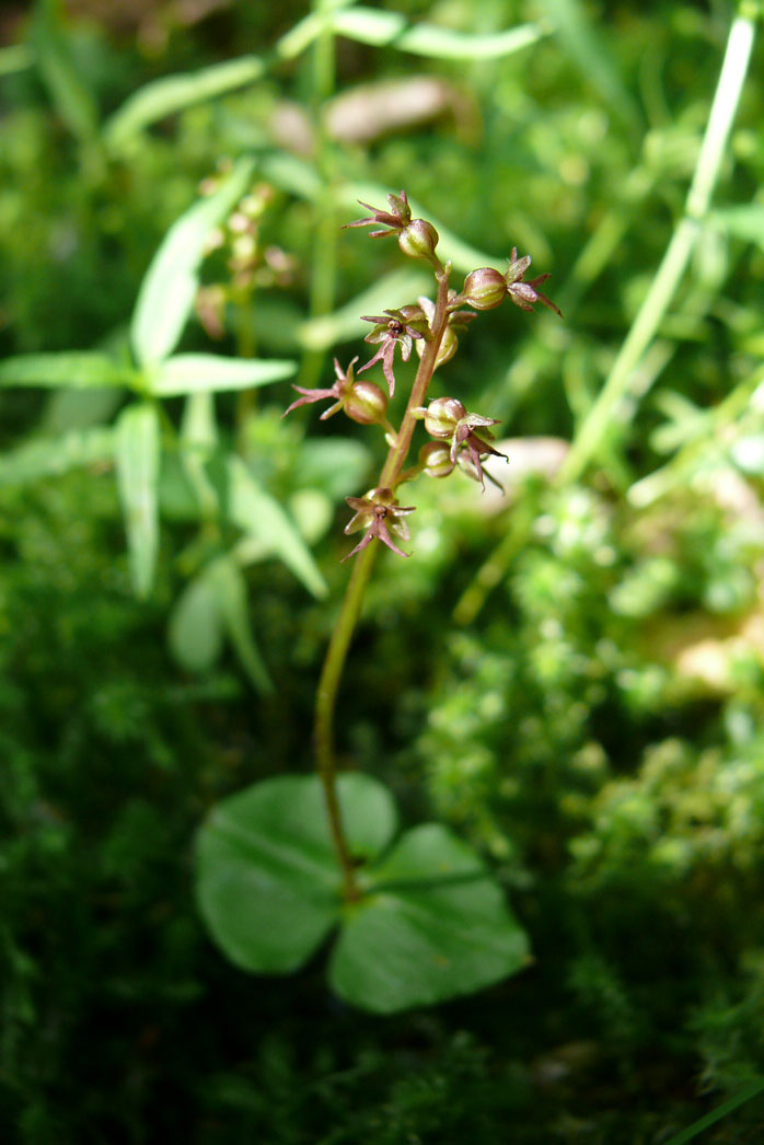 LIstera cordata