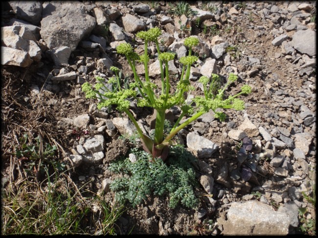 09-Xatardia scabra.JPG