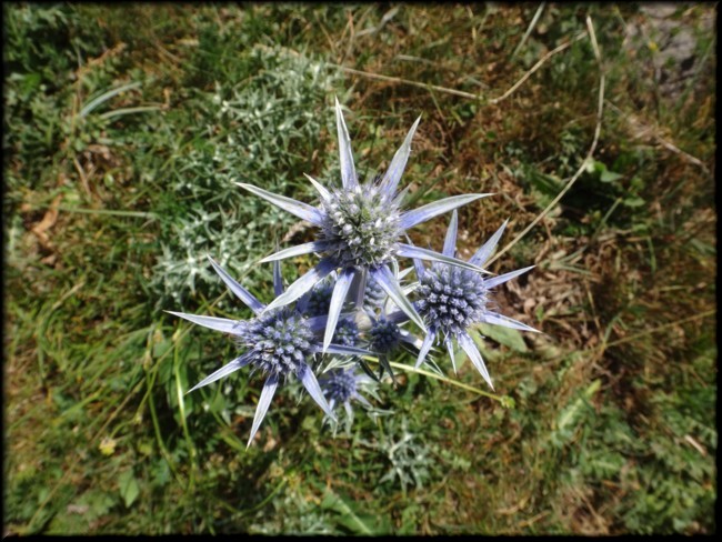 11-Eryngium bourgati.JPG