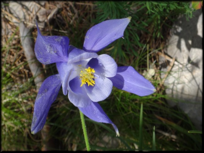 12-Aquilegia viscosa.JPG