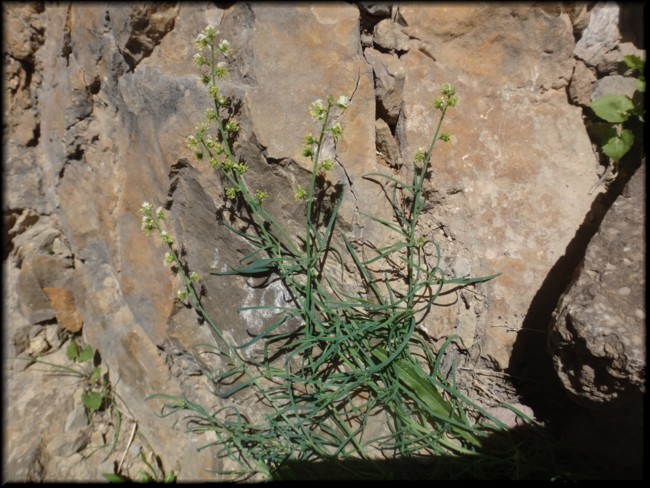 14-Reseda glauca.JPG