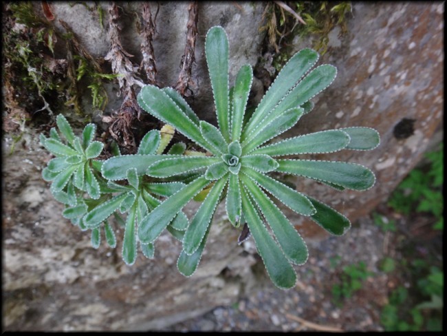 17-Saxifraga longifolia.JPG