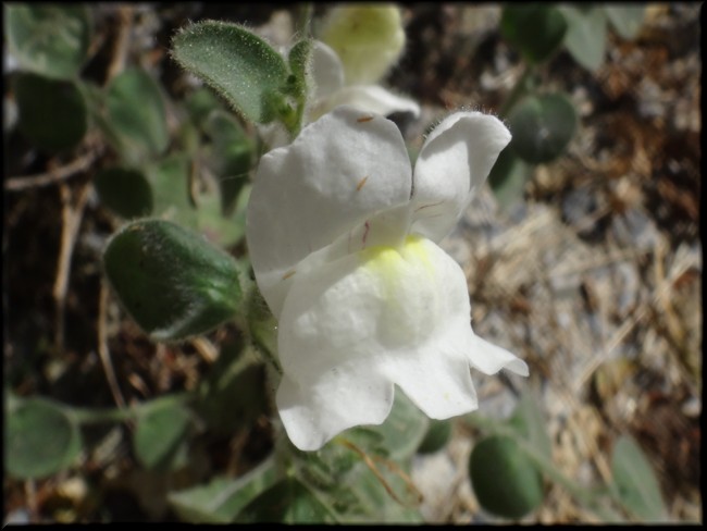 18-Antirrhinum molle.JPG