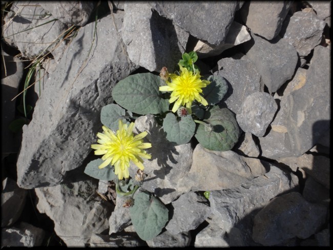 08-Crepis pygmaea.JPG