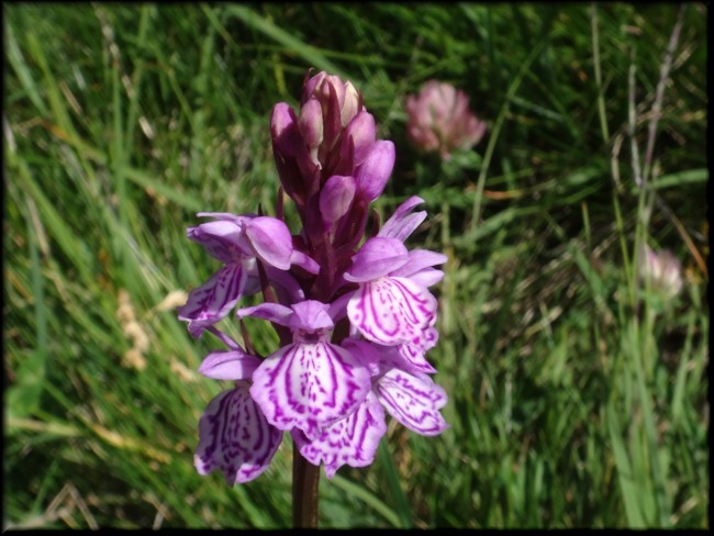 03-Dactylorhiza savogensis.JPG