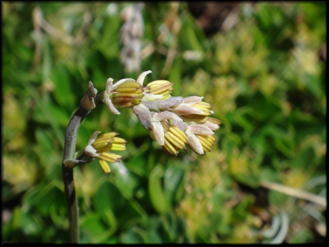 06-Thalictrum alpinum.JPG