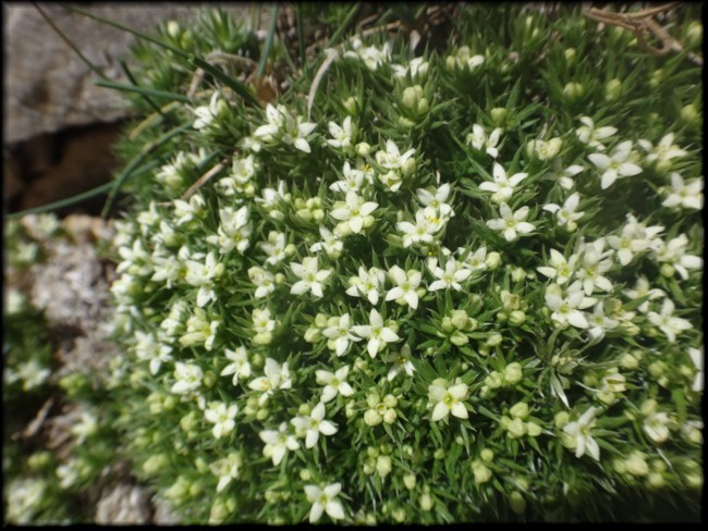 12-Galium pyrenaicum.JPG