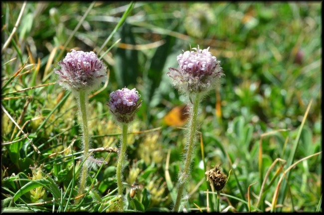 14-Erigeron aragonensis.jpg