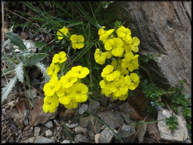 16-Erysimum duriaei subsp pyrenaicum.JPG