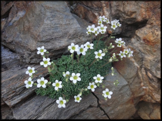 18-Saxifraga pubescens.JPG