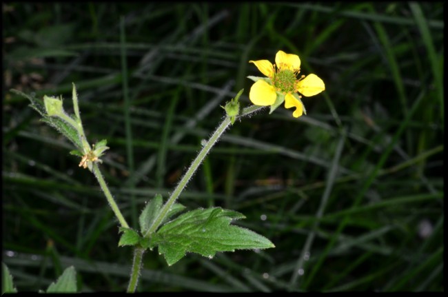 01-Geum hispidum.jpg