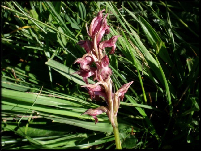 02-Anacamptis coriophora subsp martrinii.JPG