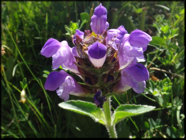 05-Prunella grandiflora.JPG