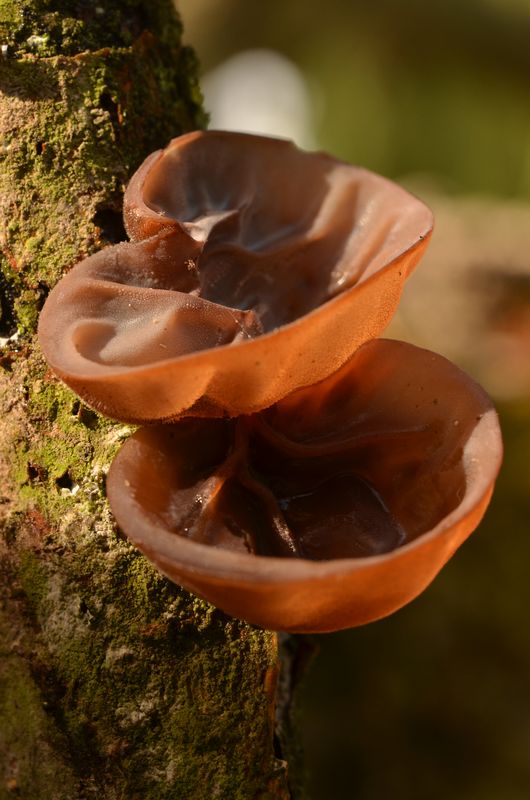 Auricularia auricula-judae sur Peuplier (1).JPG