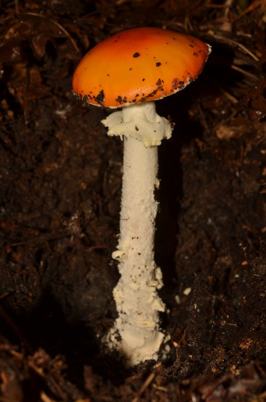 Amanita muscaria var.aureola X (1).JPG